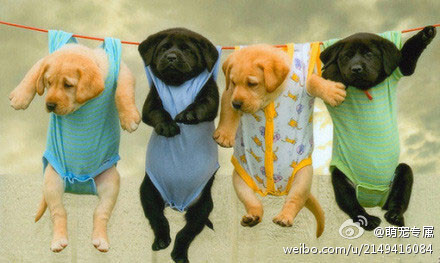 小动物，很有爱