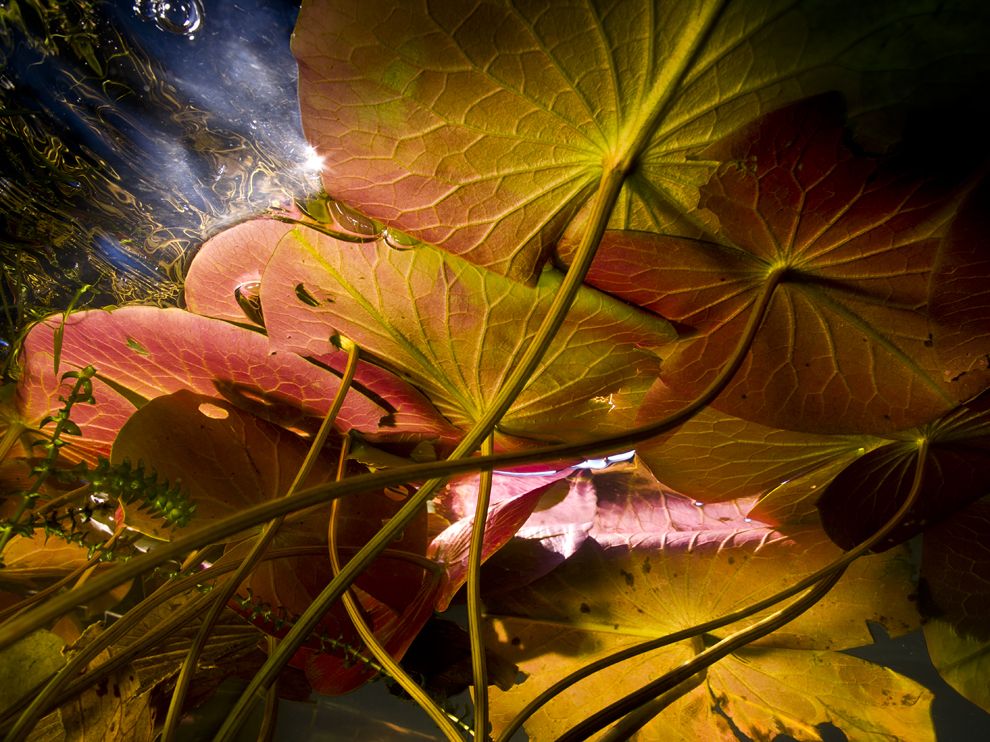 .msrl. 在美国Adirondacks的Eagle Lake湖底拍摄的睡莲叶子。——Lily Pads, Eagle Lake.