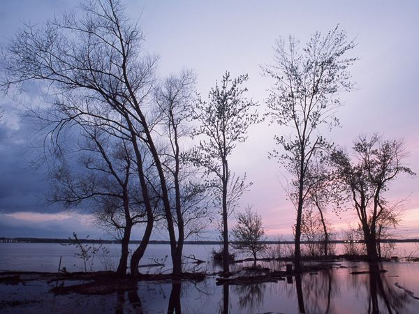 .msrl. 伊利诺伊州，密西西比河的日落。Silhouetted Trees on Mississippi River.