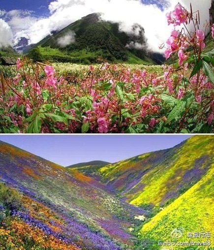 人间仙境，印度的绝色花谷——位于印度北部喜马拉雅山脉西段，海拔3200—6700米，常年有数百种不同的美丽花朵盛开，当地人认为它是仙女居住的地方。去那里的路途十分曲折，自古以来人迹罕至，使得花谷成为一片完好的净土。