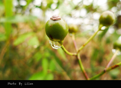 雨后，挂在野果上的水珠