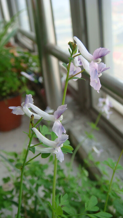伏生紫堇，又名夏天无。罂粟科紫堇属，可能是营养条件不太好，植株长的很细弱，花开的也不多。