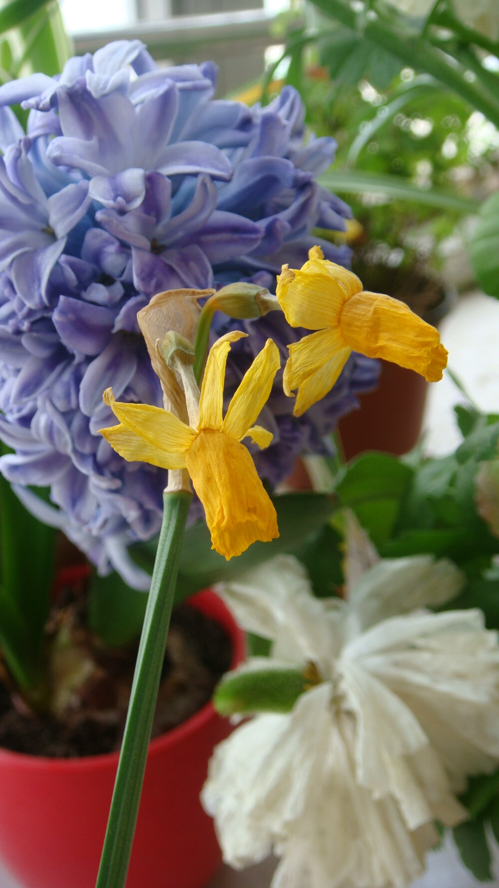 洋水仙，这个花葶上开除了两朵花。