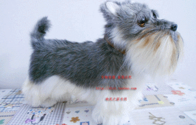  雪纳瑞好可爱呀