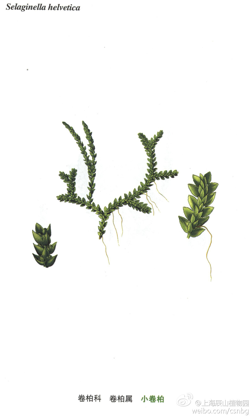 小卷柏，卷柏科，卷柏属，学名：Selaginella helvetica (L.)Link.。茎伏地孽生，柔弱，多回分枝，各分枝处生有细根。叶二型，疏生，淡绿色；侧叶向两侧平展，斜卵状，长圆形。生于山坡阴湿处。中国分布于东北地区及安徽。