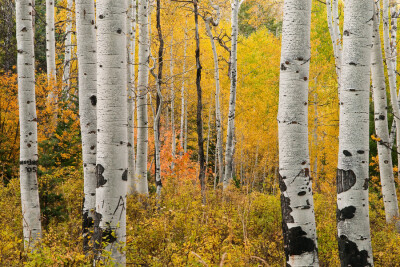 Photograph aspens by Sam Scholes on 500px