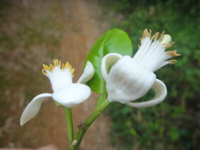 柚子花