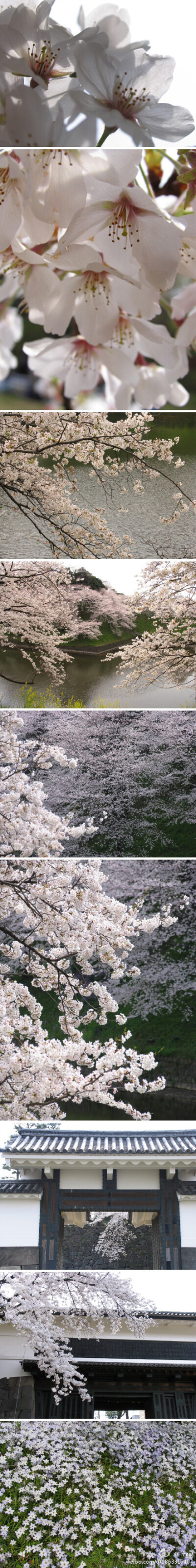 东京九段下皇居一带的樱花