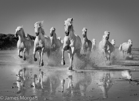 Charging White Horses by James Morgan.奔跑，为了自由。