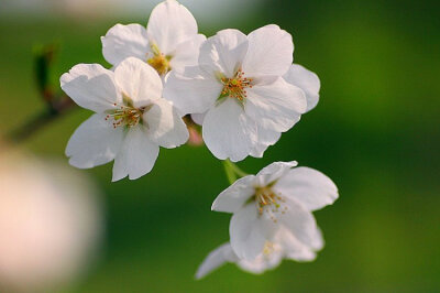 樱花飘落如羽毛，形似小巧多翅的羽毛，带着轻盈的体态，不断的微颤，轻轻触及我空灵的心房。