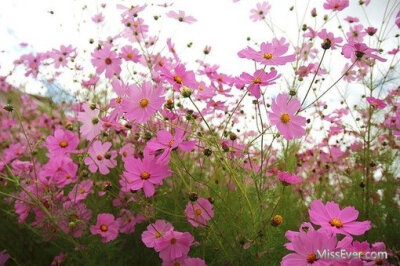 每一种花都有自己的特色，同样的每一种花都有自己所代表的语言。