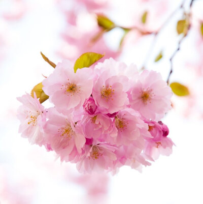 三月雨声细，樱花疑杏花