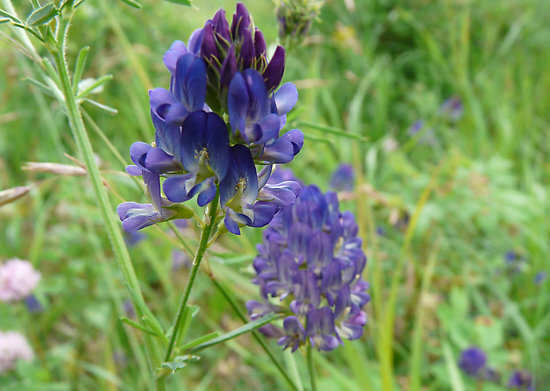 Dark blue Alfalfa Blossom by MaeBelle 紫花苜蓿