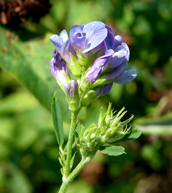 Alfalfa in flower in a much-degraded "restored" field. 紫花苜蓿