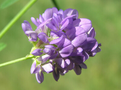 Alfalfa