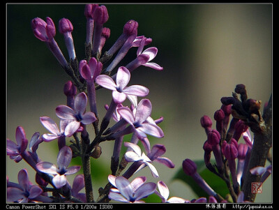 紫丁香花