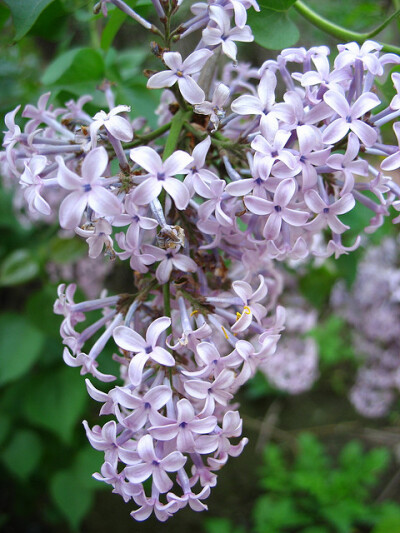 紫丁香花