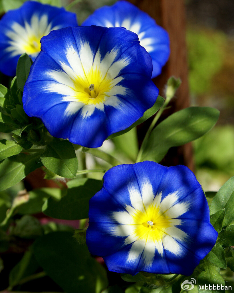 Convolvulus 'Blue Ensign旋花科三色旋花~~