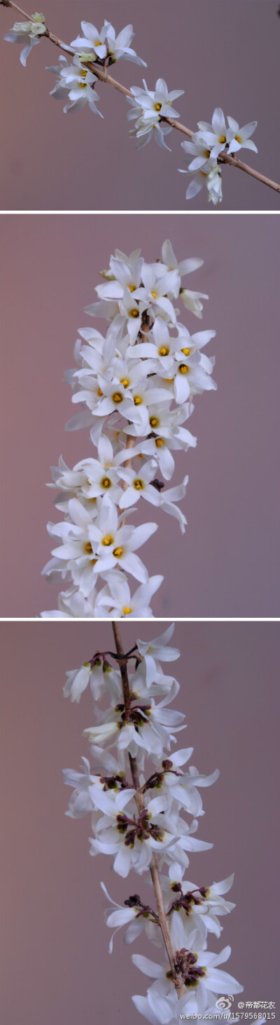  翅果连翘（Abeliophyllum distichum），木犀科翅果连翘属（Abeliophyllum）为单种属，又叫白花连翘、朝鲜连翘，原产朝鲜半岛，仅分布于7个地点，被IUCN评为极危物种。