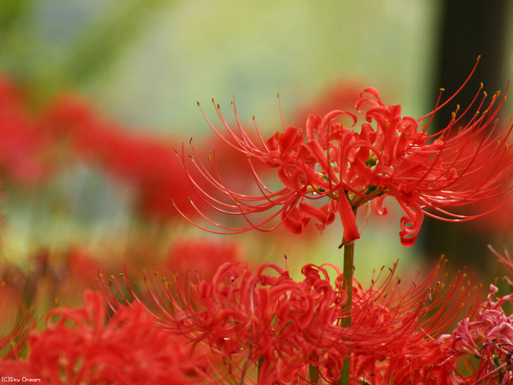  此花一名曼珠沙华，红色花又名彼岸花，也称为Red Spider Lily。人称“草莫见花莫见”。在日本被称作マンジュシャゲ，发音是曼珠沙华，花语是“分离/ 伤心/不吉祥/死亡之美”。 相传此花只开于黄泉，一般认为是只开在冥界三途河边、忘川彼岸的接引之花。花如血一样绚烂鲜红，铺满通向地狱的路，且有花无叶，是冥界唯一的花。花香传说有魔力，能唤起死者生前的记忆。在黄泉路上大批大批的开着这花，远远看上去就像是血所铺成的地毯, 又因其红得似火而被喻为“火照之路”，也是这长长黄泉路上唯一的风景与色彩。当灵魂渡过忘川，便忘却生前的种种，曾经的一切都留在了彼岸，往生者就踏着这花的指引通向幽冥之狱。