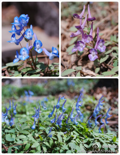 小药巴蛋子，北京元胡，土元胡，元胡。紫堇科紫堇属