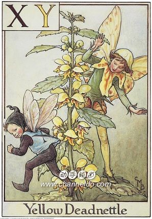 XY--Yellow Deadnettle 荨麻花 花语：残酷.jpg