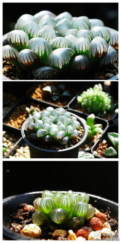 小型多肉植物——玉露(Haworthia obtusa var.pilifera)，百合科十二卷属植物中的“软叶系”品种。想不想戳上几下~