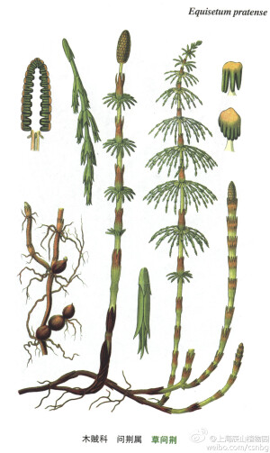 草问荆，木贼科，问荆属，中型植物。根茎直立和横走，黑棕色，节和根疏生黄棕色长毛或光滑。地上枝当年枯萎。枝二型，能育枝与不育枝同期萌芽。产自黑龙江、吉林、内蒙古、河北、山西的等地。海拔500-2800米。日本、欧洲、北美洲有分布。