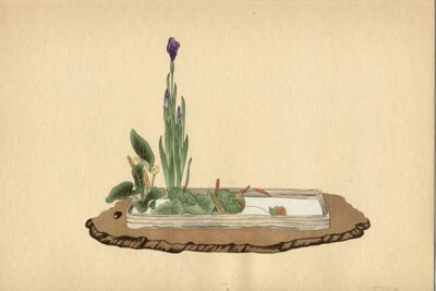 BOTANICAL BOOK PAGE 1934 Japanese Print Iris, Lotus and Candock Plate No. 15