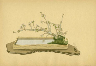 BOTANICAL BOOK PAGE 1934 Japanese Cherry, Rape flower and Club Moss Plate No. 5