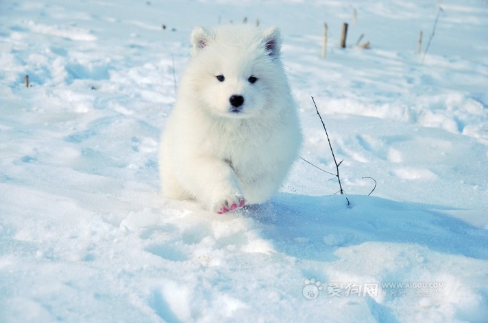 狗狗 萌宠 电影 插画 雪翼儿