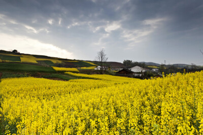 油菜花