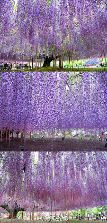 日本足利紫藤园中最大的一棵紫藤树花开~~