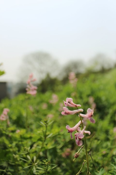 Corydalis edulis