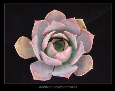 Aeonium davidbramwellii-1