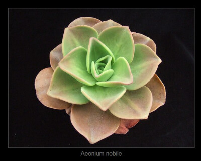 Aeonium nobile