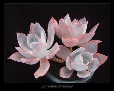 Echeveria 'Afterglow'