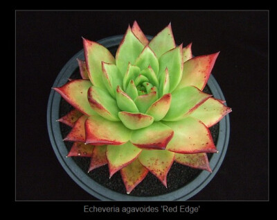 Echeveria agavoides 'Red Edge' 是冬云吗？