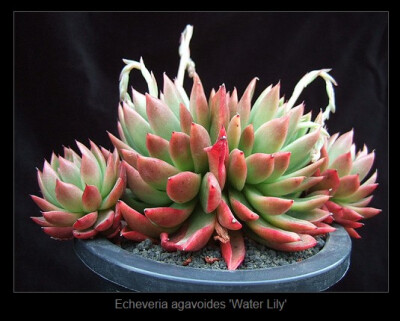 Echeveria agavoides 'Water Lily'