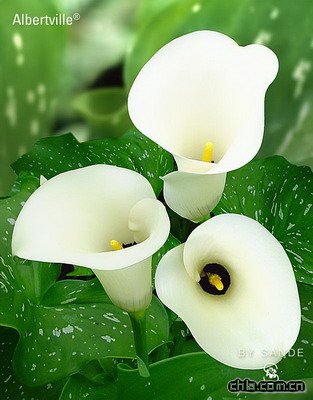 白色马蹄莲清雅而美丽，它的花语是“忠贞不渝,永结同心”。