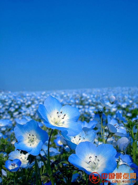 日本海冰公园蓝色花海 好壮丽