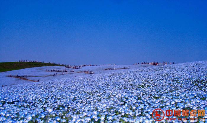 日本海冰公园蓝色花海 好壮丽