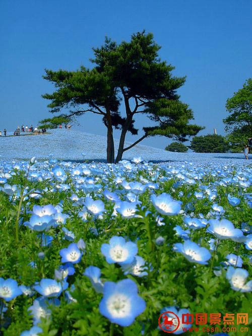 日本海冰公园蓝色花海 好壮丽