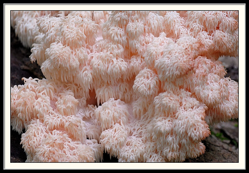 珊瑚状猴头菌Hericium coralloides