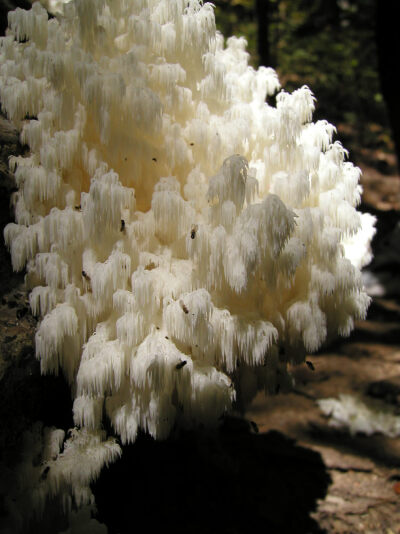 珊瑚状猴头菌Hericium coralloides