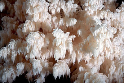 珊瑚状猴头菌Hericium coralloides