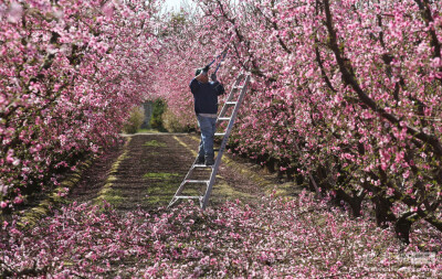 加州迪努巴，一名工人在修剪鲜花盛开的果树。
