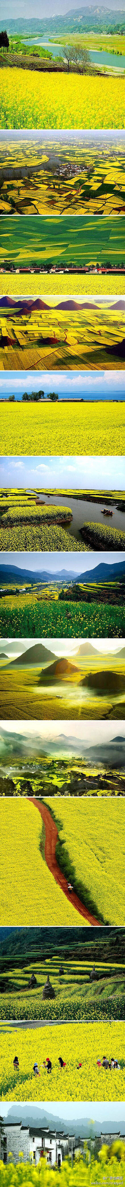 又见油菜花海。