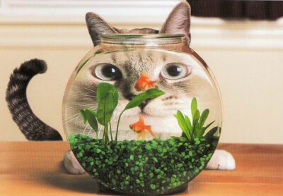 Funny cat and fishes (by selphie10)太可爱了