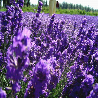 位于中海的普罗旺斯,沐浴晨光.